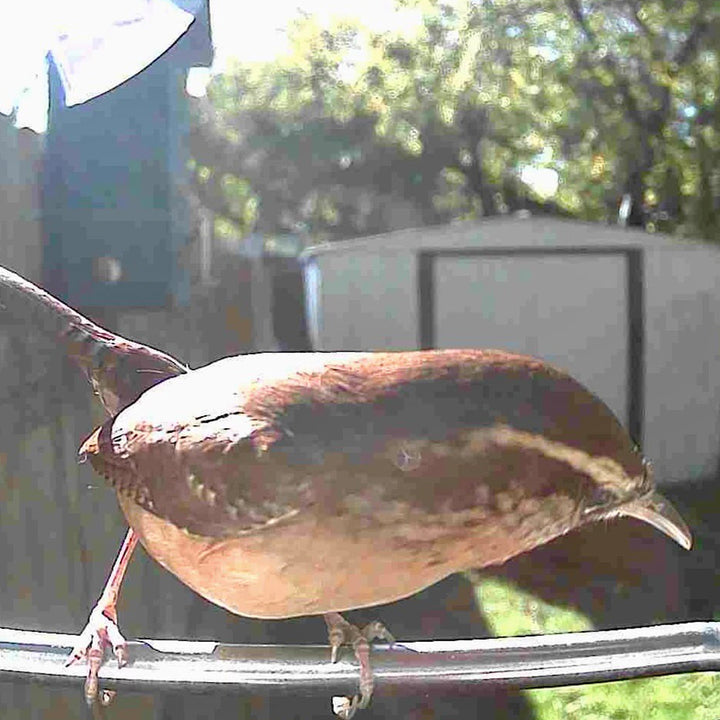 Video Camera Bird Feeder by Sharper Image